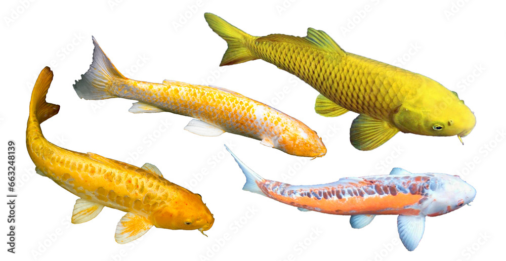 Golden yellow fancy carp, Yamabuki Ogon Koi or gold ogon Koi, Kigoi, Doitsu Karashigoi, Ki shusui. Golden koi fish means wealth. White background, PNG, transparent, isolated, photo. - obrazy, fototapety, plakaty 