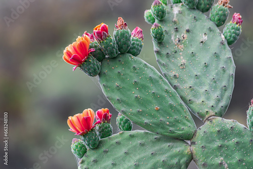 cactus pear flowers blooming, (Opuntia ficus-indica), with dark vegetation background   photo