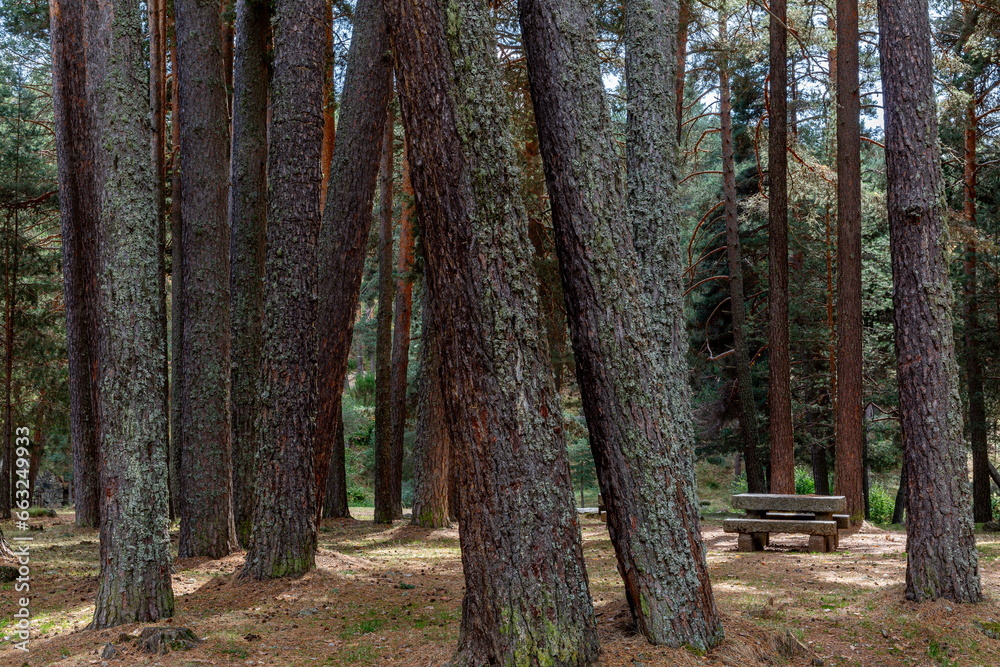 Scots pines, stone bench and seats. Pinus sylvestris. Hoyos del Espino, Ávila, Spain. Scots pines, stone bench and seats. Pinus sylvestris. Hoyos del Espino, Ávila, Spain.