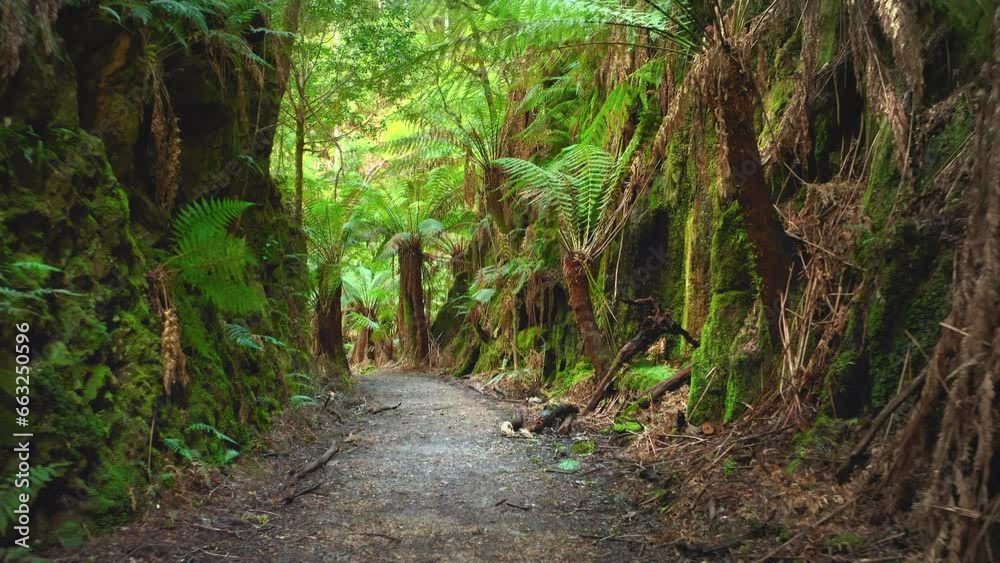 Jungle forest trail path Tasmania Australia. Adventure journey through jungle Jungle forest trail path Tasmania Australia. Adventure journey through jungle