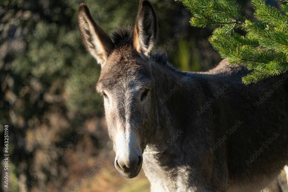 Photograph of the face of a brown donkey sunbathing at sunset in the orchards of Bejar. Salamanca