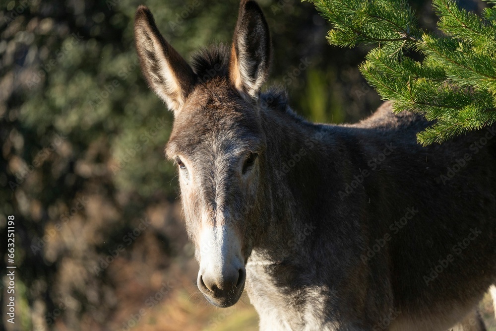 Photograph of the face of a brown donkey sunbathing at sunset in the orchards of Bejar. Salamanca Photograph of the face of a brown donkey sunbathing at sunset in the orchards of Bejar. Salamanca