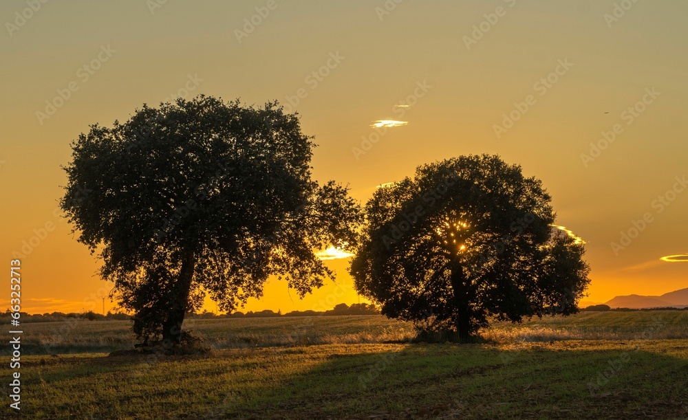 Pair of trees in a summer sunset with an orange sky