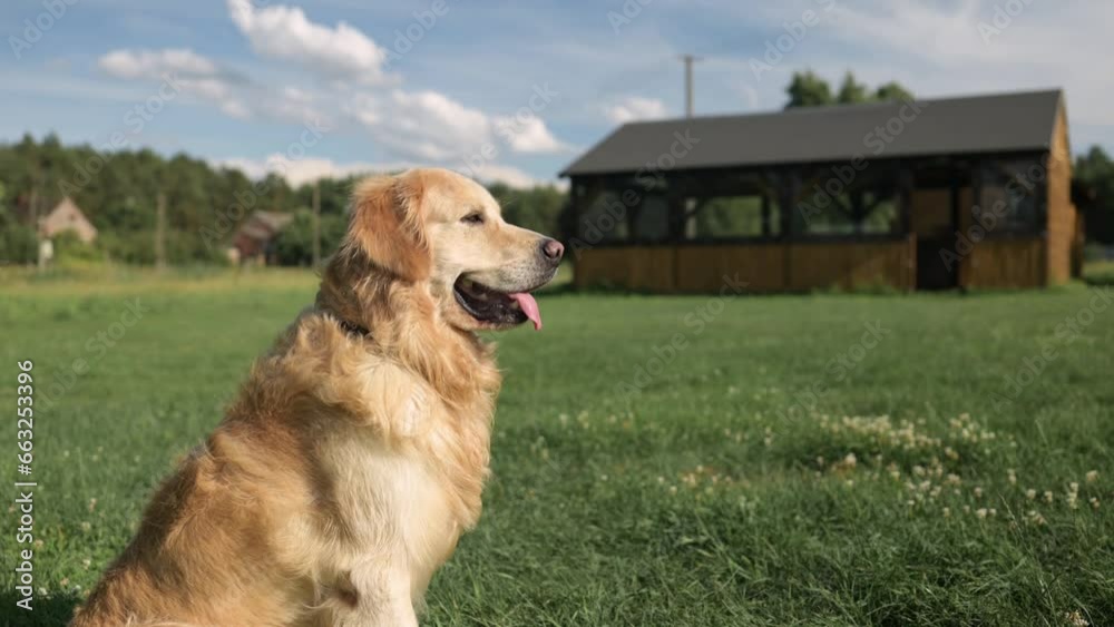 Portrait Of Beautiful Golden Retriever Dog On A Field, Hunting Breed Countryside Portrait Of Beautiful Golden Retriever Dog On A Field, Hunting Breed Countryside