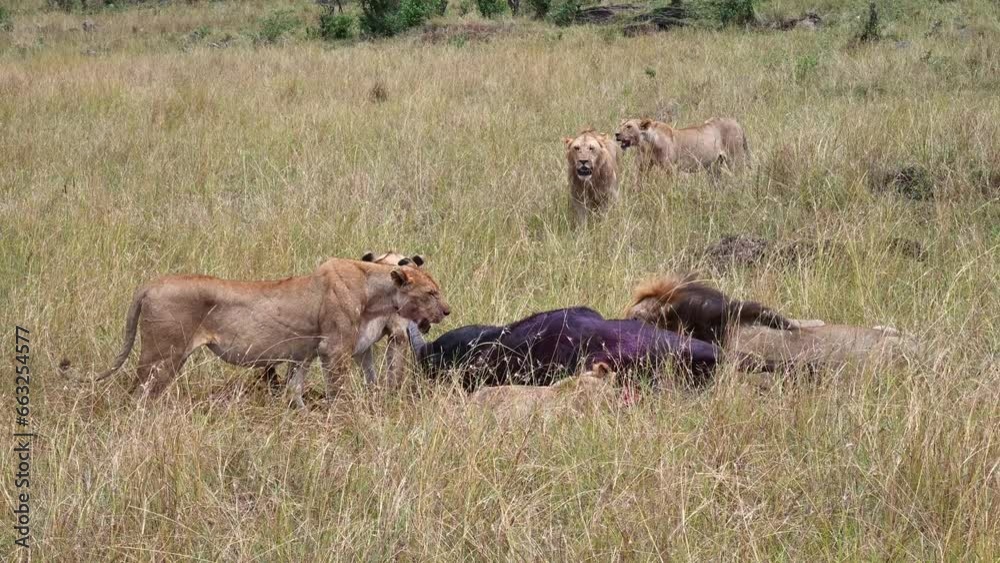 Lion eats a carcass of a young Wildebeest Lion eats a carcass of a young Wildebeest