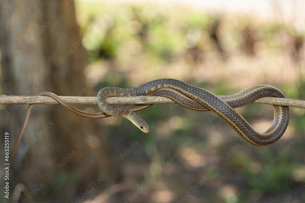Fototapeta premium Short-snouted Grass Snake (Psammophis brevirostris) on a tree branch 