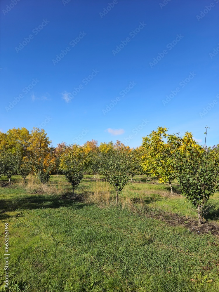Fototapeta premium A grassy field with trees and blue sky