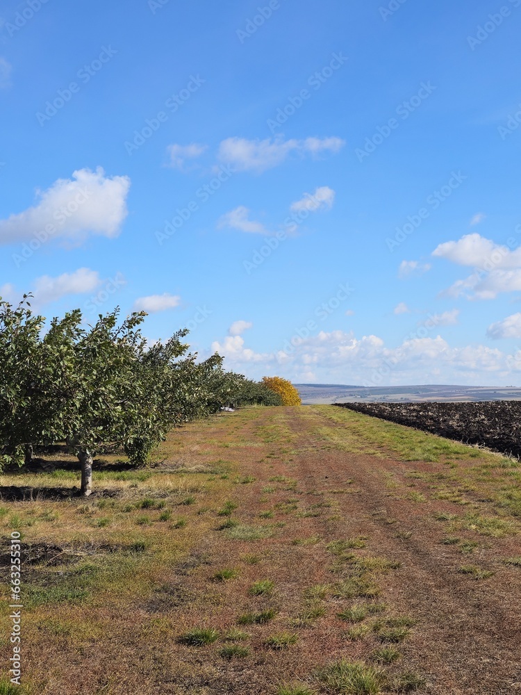Fototapeta premium A field with trees and a body of water in the background