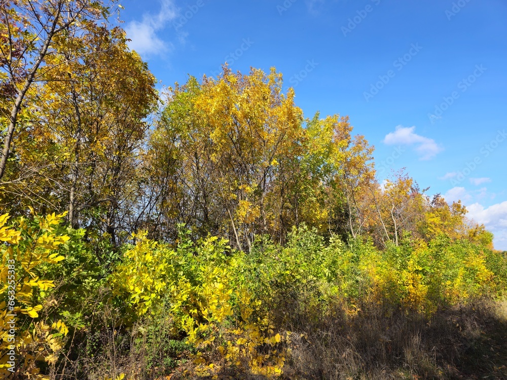 Naklejka premium A group of trees with yellow leaves