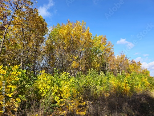 A group of trees with yellow leaves