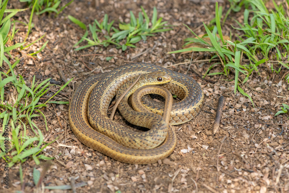 Obraz premium Cute Short-snouted Grass Snake (Psammophis brevirostris) curled up on the ground in the wild 