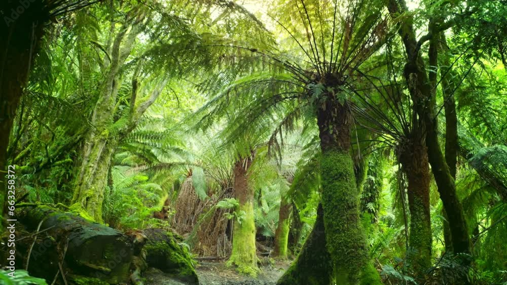Green jungle vegetation. Tasmania fern trees and sunshine light through canopy Green jungle vegetation. Tasmania fern trees and sunshine light through canopy