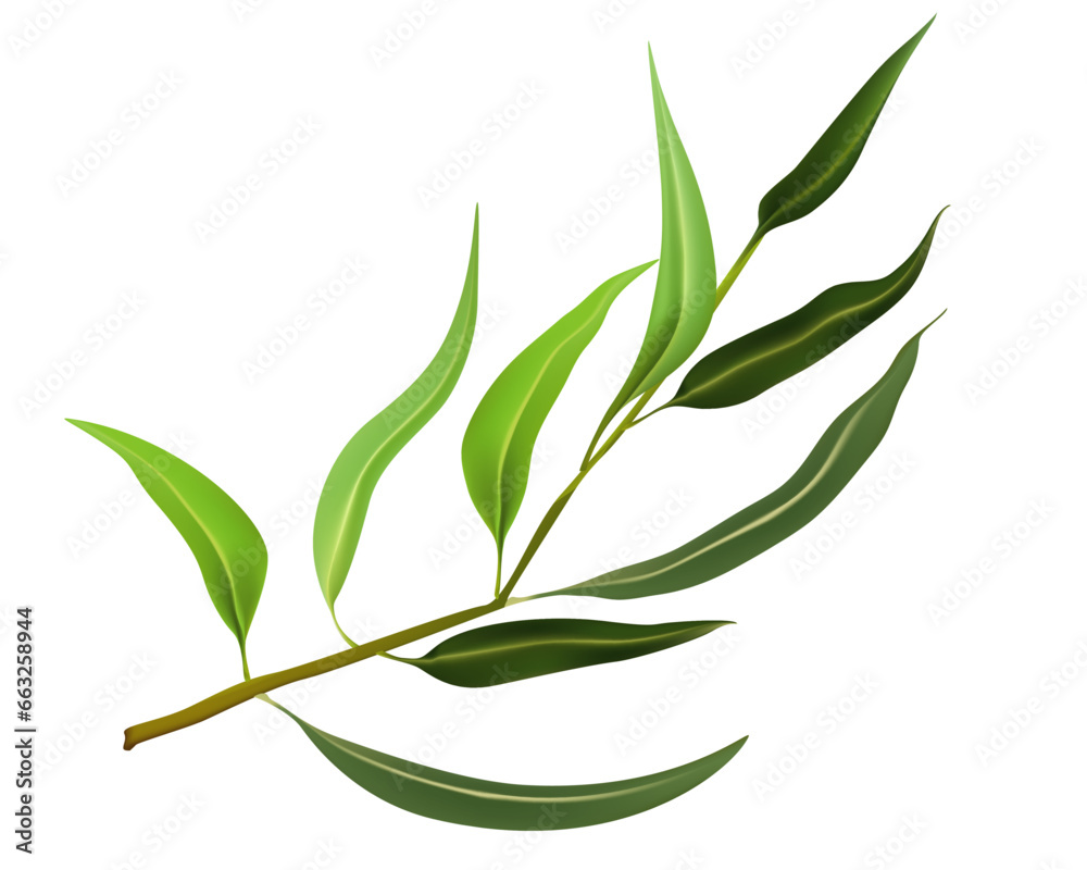 Vector illustration twig of eucalyptus leaves isolated. Branch of natural eucalyptus leaves on white background. Botanical plant. Medicinal and aromatic herb. Aromatherapy