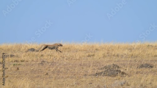 Cheetah chasing Topi antelope and Thomson's gazelle in Masai Mara