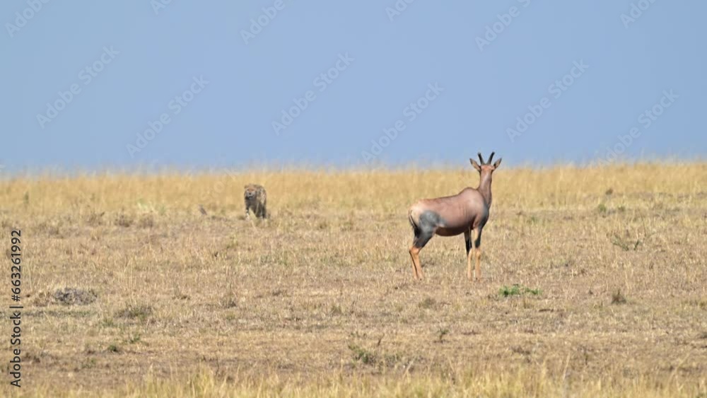Cheetah chasing Topi antelope and Thomson's gazelle in Masai Mara Cheetah chasing Topi antelope and Thomson's gazelle in Masai Mara