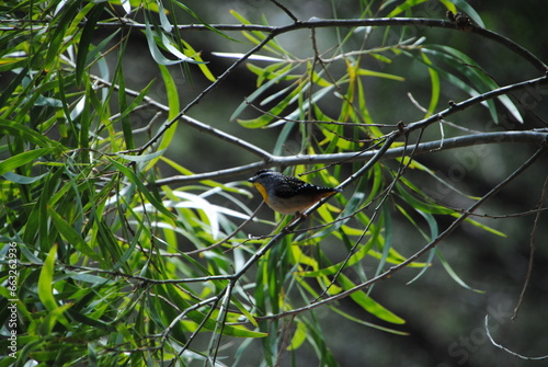 Spotted Pardalote (Pardalotus punctatus) perched on a branch among foliage   photo