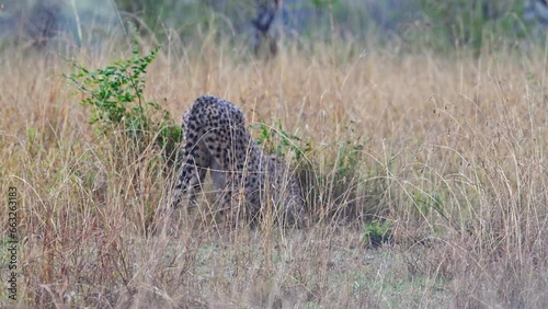 Cheetah in the rainin Masai Mara Kenya photo