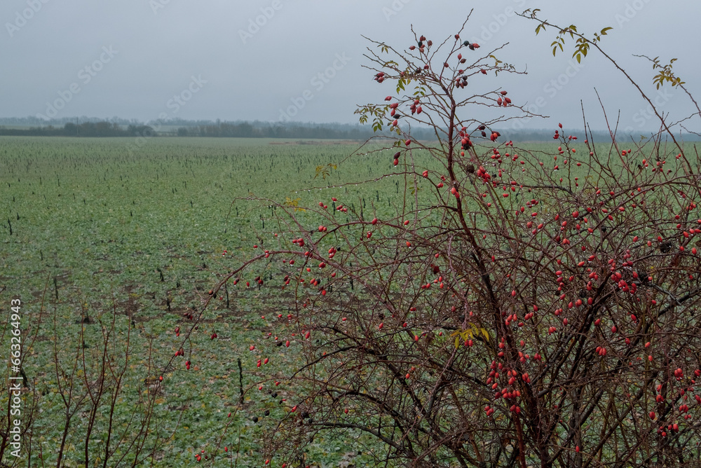 Briar, wild rose hip shrub in nature. Landscape of late autumn. Dog ...
