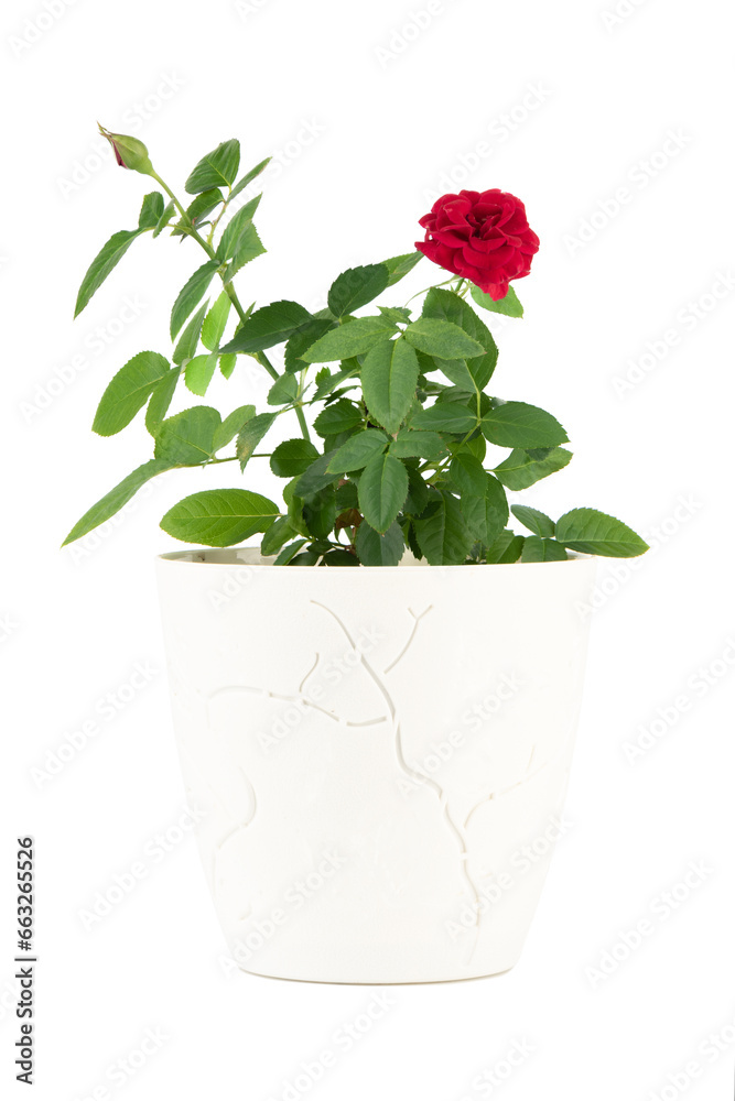 Rose in a white flower pot isolated on a white background.