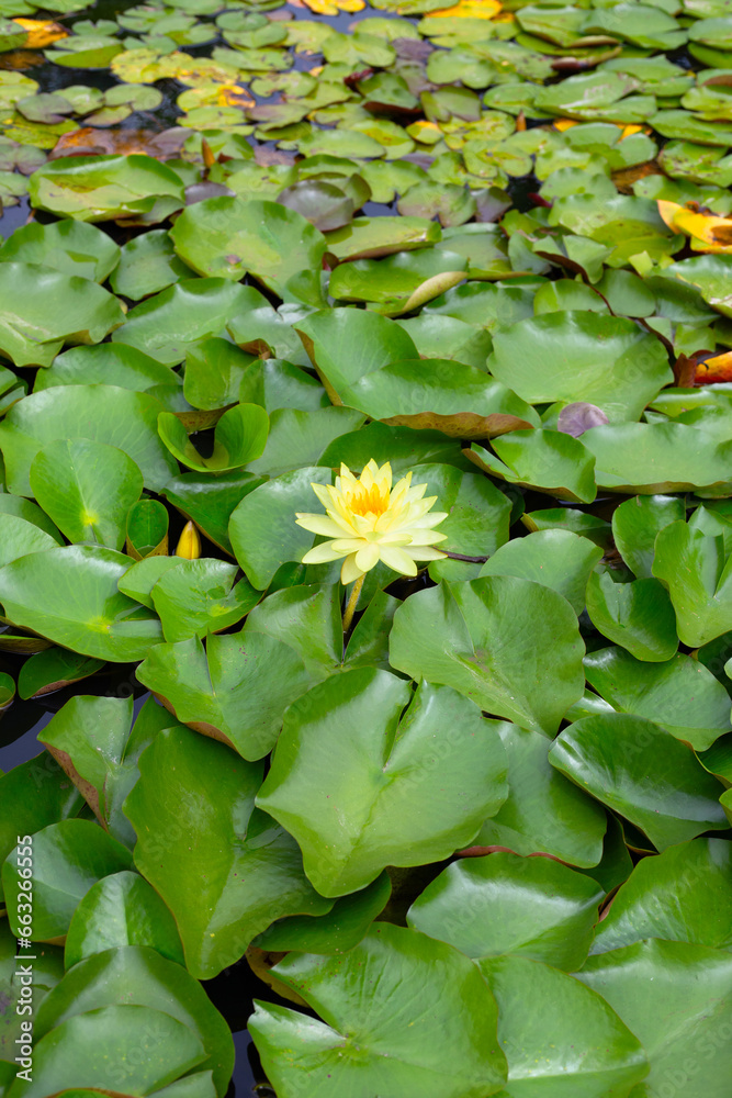 Beautiful water lily. Lotus pond Beautiful water lily. Lotus pond