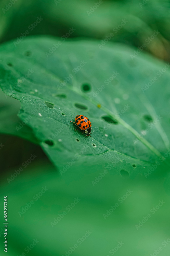 ladybug on leaf ladybug on leaf