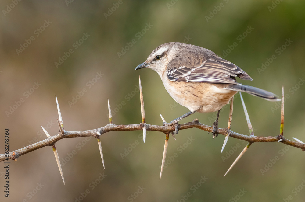 Obraz premium White banded mokingbird in Calden Forest environment, Patagonia forest, Argentina.