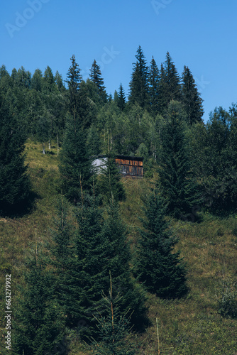 Beautiful pine trees on background high mountains. Carpathians