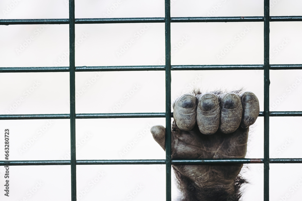 Main d'un gorille des plaines accrochée aux barreaux d'une cage