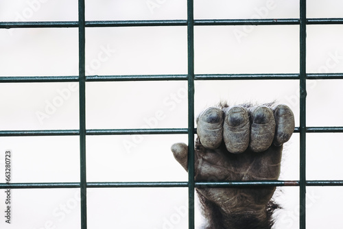 Obraz na płótnie Main d'un gorille des plaines accrochée aux barreaux d'une cage w salonie