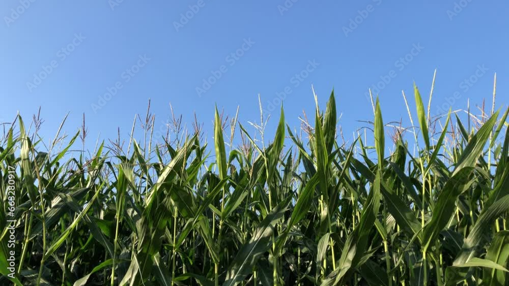 Corn stalks in a field against blue sky