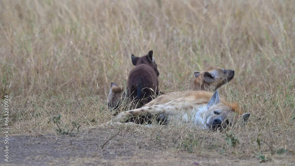 Spotted hyena mother and cubs in Maasai Mara National Reserve Spotted hyena mother and cubs in Maasai Mara National Reserve
