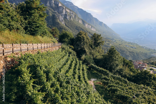 Tableau sur toile Vineyards in the mountains in South Tyrol in northern Italy, about 15 km south o