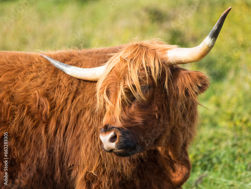 Galloway cattle portrait