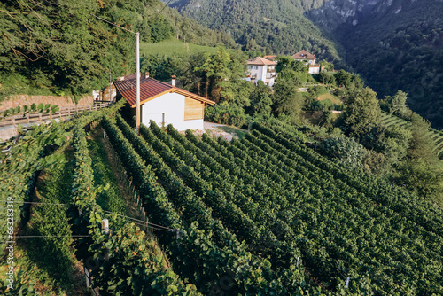 Vineyards in the mountains in South Tyrol in northern Italy  about 15 km south of Bolzano  Pinot Noir Trail