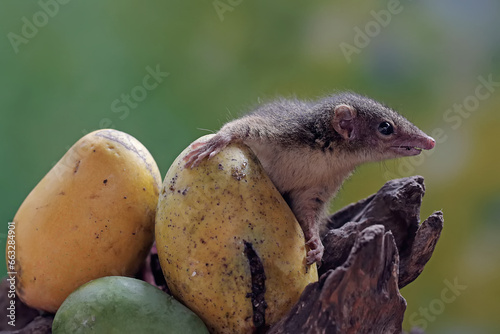 A Javan treeshrew eating mango fruit that fell onto a rotting tree trunk. This rodent mammal has the scientific name Tupaia javanica.