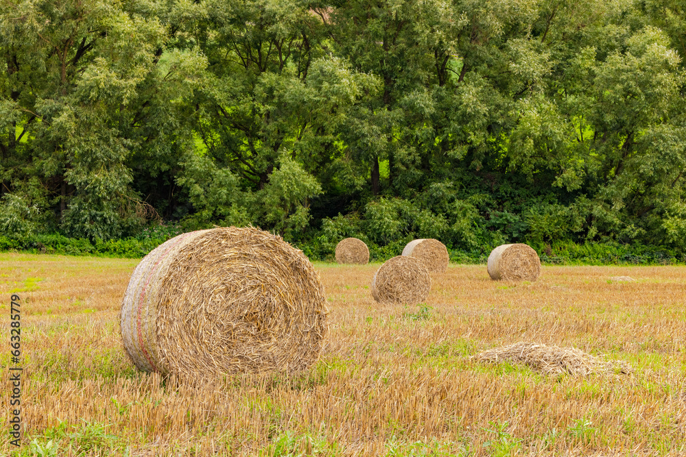 Heuballen auf einem Feld vor Bäumen im Hintergrund Heuballen auf einem Feld vor Bäumen im Hintergrund