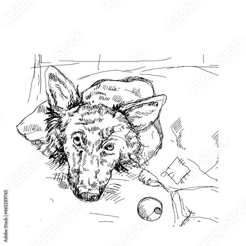black and white german shepard dog 