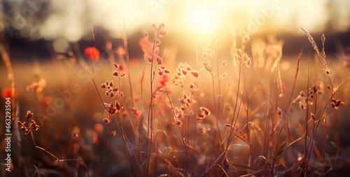 sunset in the grass, sunset in the field, a field affected by fall bokeh effect Standing farther © Your_Demon