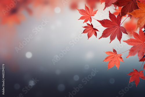 Autumn background bokeh with maple leaves at border