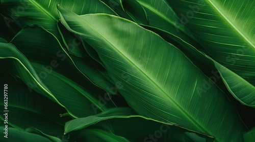 closeup banana leaf texture in garden