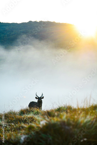 silhouette of a sambar deer in the horton plains of sri lanka photo