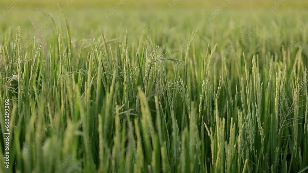 green paddy rice field in the wind - slow motion green paddy rice field in the wind - slow motion