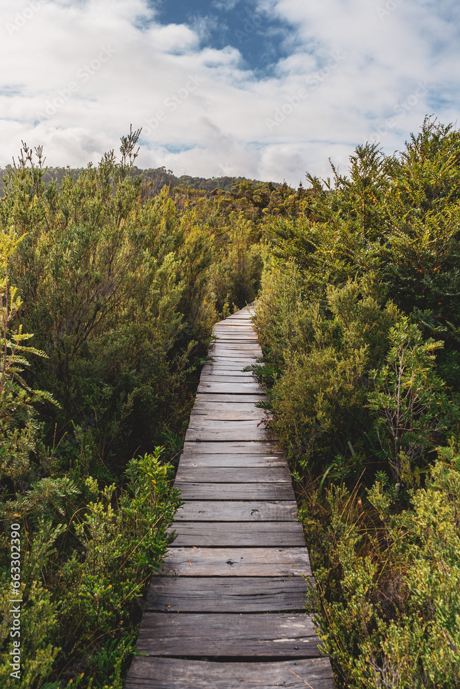wooden bridge in the forest in Chiloe in chile wooden bridge in the forest in Chiloe in chile