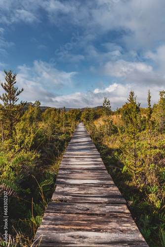 wooden path in the forest in Chiloe in chile