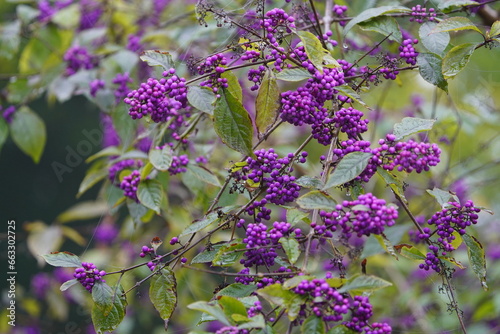 Callicarpa bodinieri, or Bodinier's beautyberry, is a species of flowering plant in the genus Callicarpa of the family Lamiaceae. Hanover – Berggarten, Germany. photo