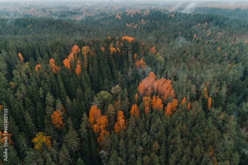 Aerial view of misty colourful woodlands and hills in autumn, Vorumaa, Estonia. photo