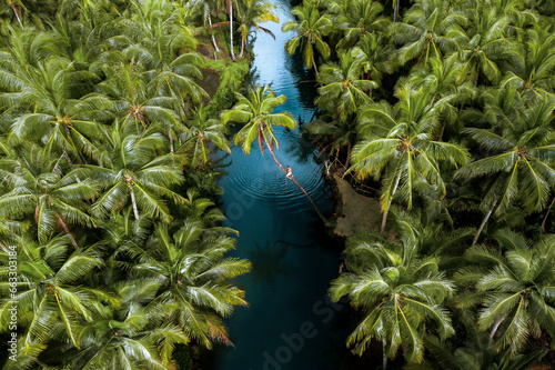 Aerial view of a person climbing on a palm tree along Maasin River, Siargao, Philippines. photo