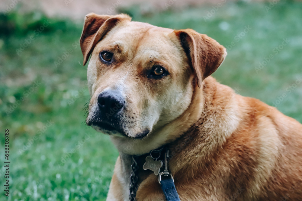 Beautiful red dog lies on the grass on the lawn Beautiful red dog lies on the grass on the lawn