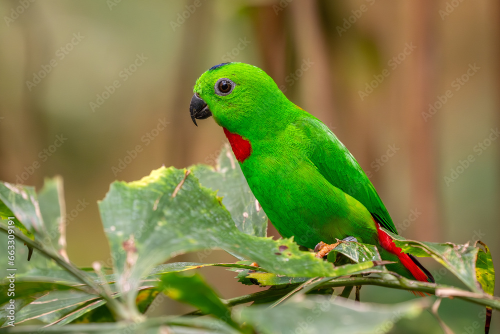 Blue-crowned Hanging-parrot - Loriculus galgulus, beautiful green and red small parrot from Eastern Asian forests and woodlands, Malaysia. Blue-crowned Hanging-parrot - Loriculus galgulus, beautiful green and red small parrot from Eastern Asian forests and woodlands, Malaysia.