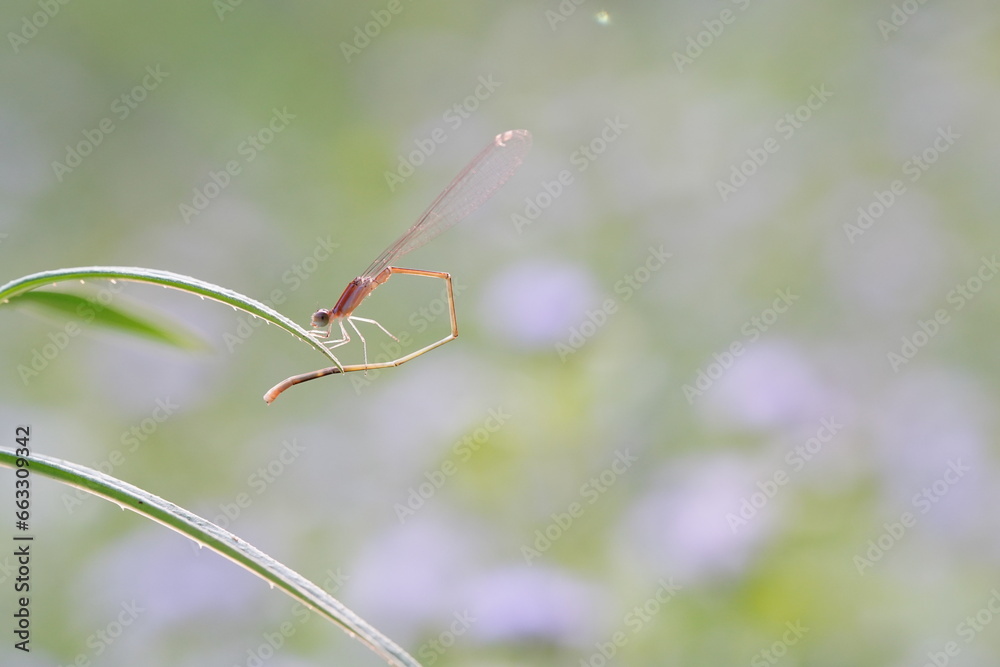 Dragonflies found in the forest. Dragonflies found in the forest.
